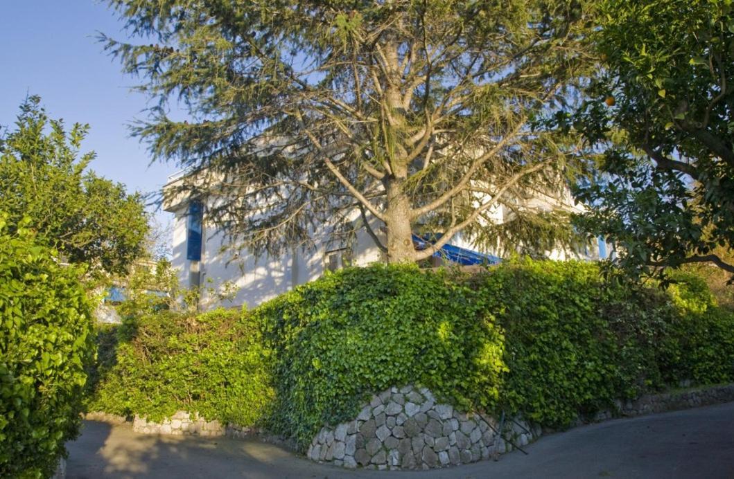 Villa Francesca سورينتو المظهر الخارجي الصورة